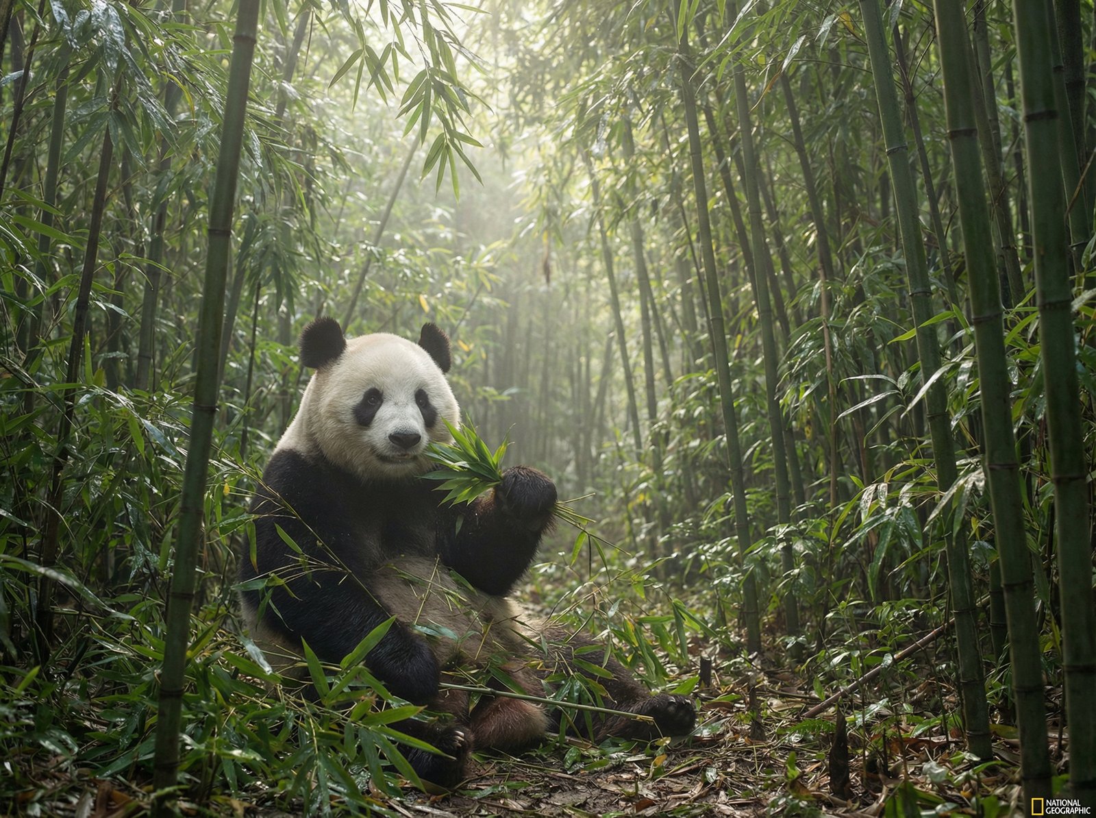 萝莉岛熊猫视频